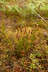 Schizaea australis: mature plant growing on wet, pakihi soil.
 Image: L.R. Perrie © Te Papa 2012 CC BY-NC 3.0 NZ